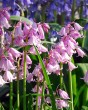 Hyacinthoides hispanica pink.jpg
